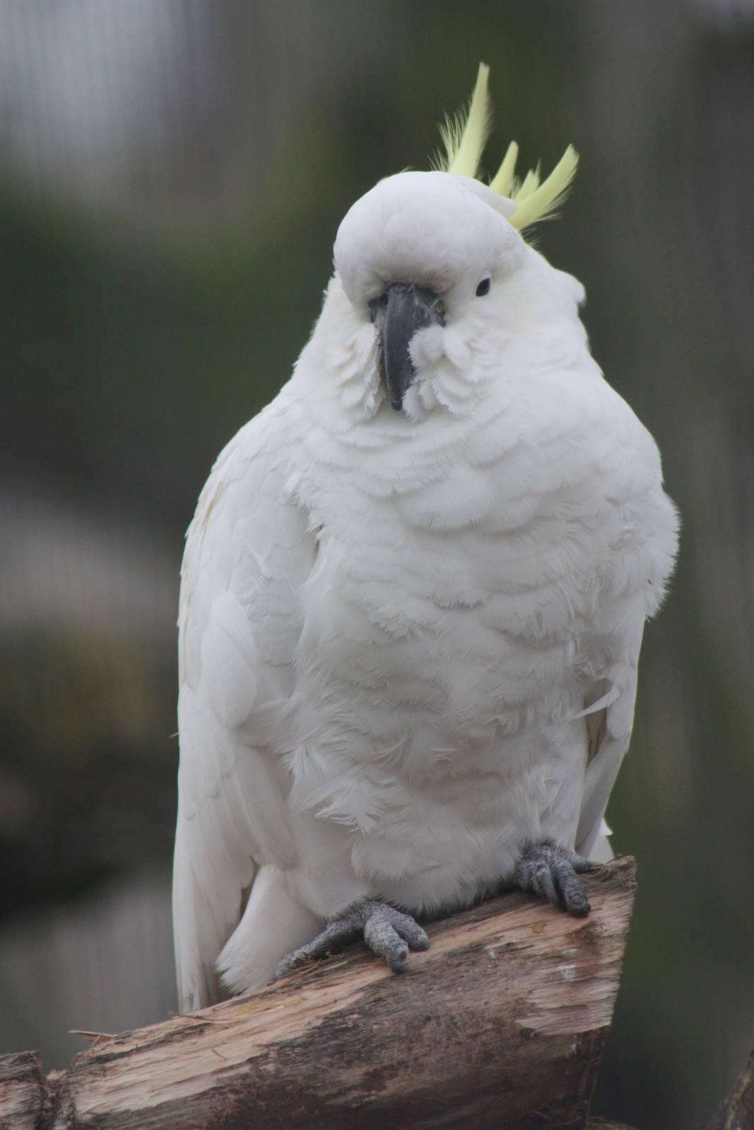 Greater Sulphur-crested Cockatoo, 22nd December 2014