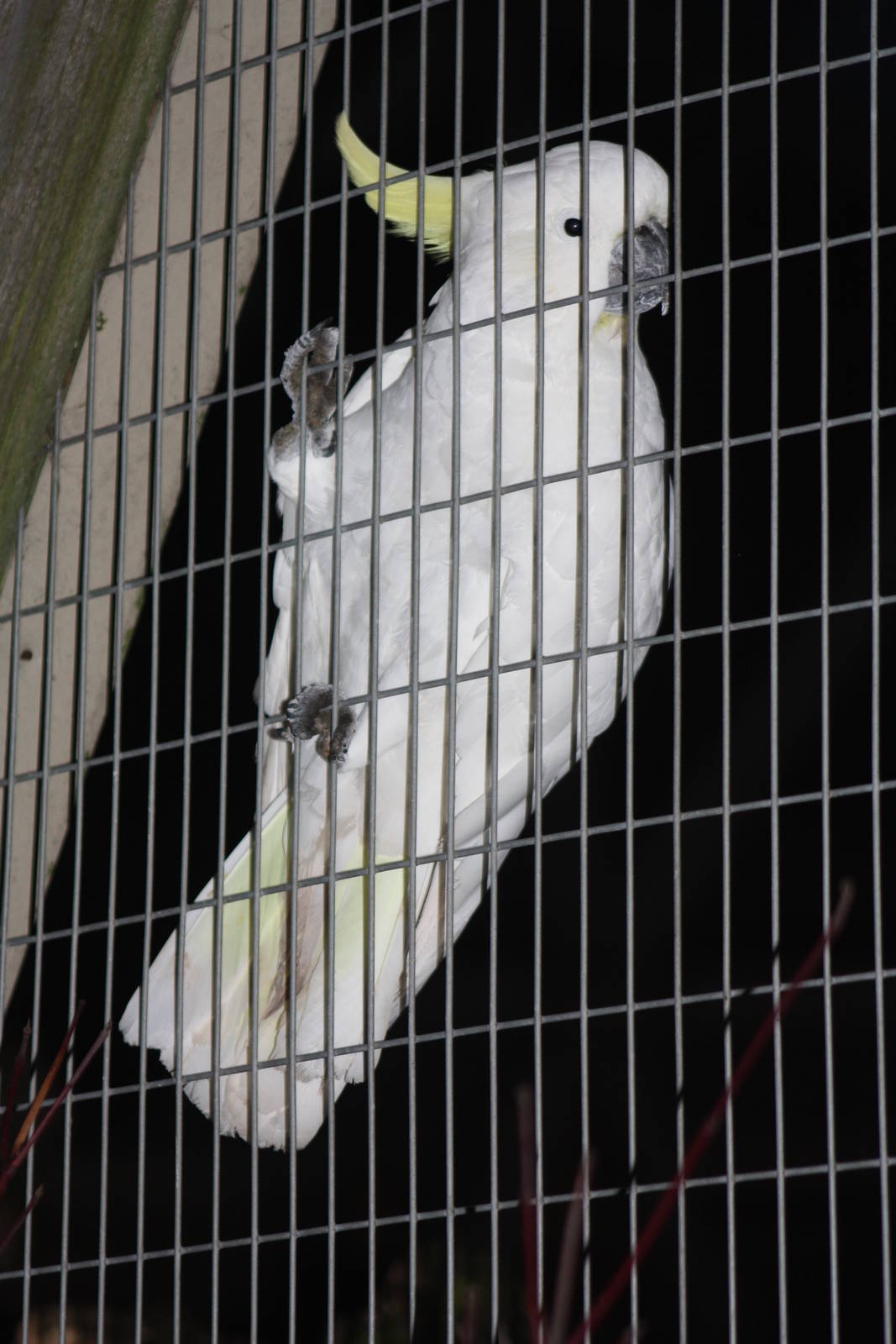 Greater Sulphur-crested Cockatoo, 22nd December 2014