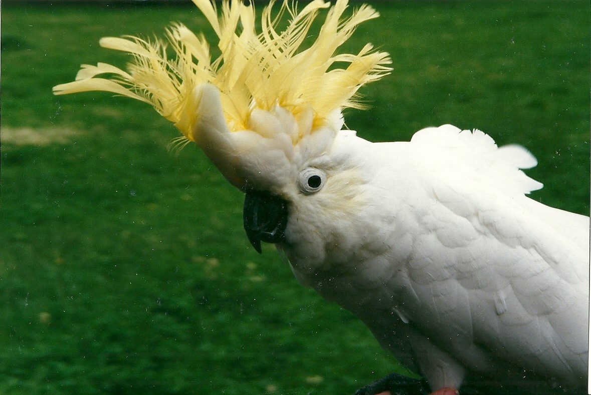 Greater Sulphur-crested Cockatoo 22nd July 2000