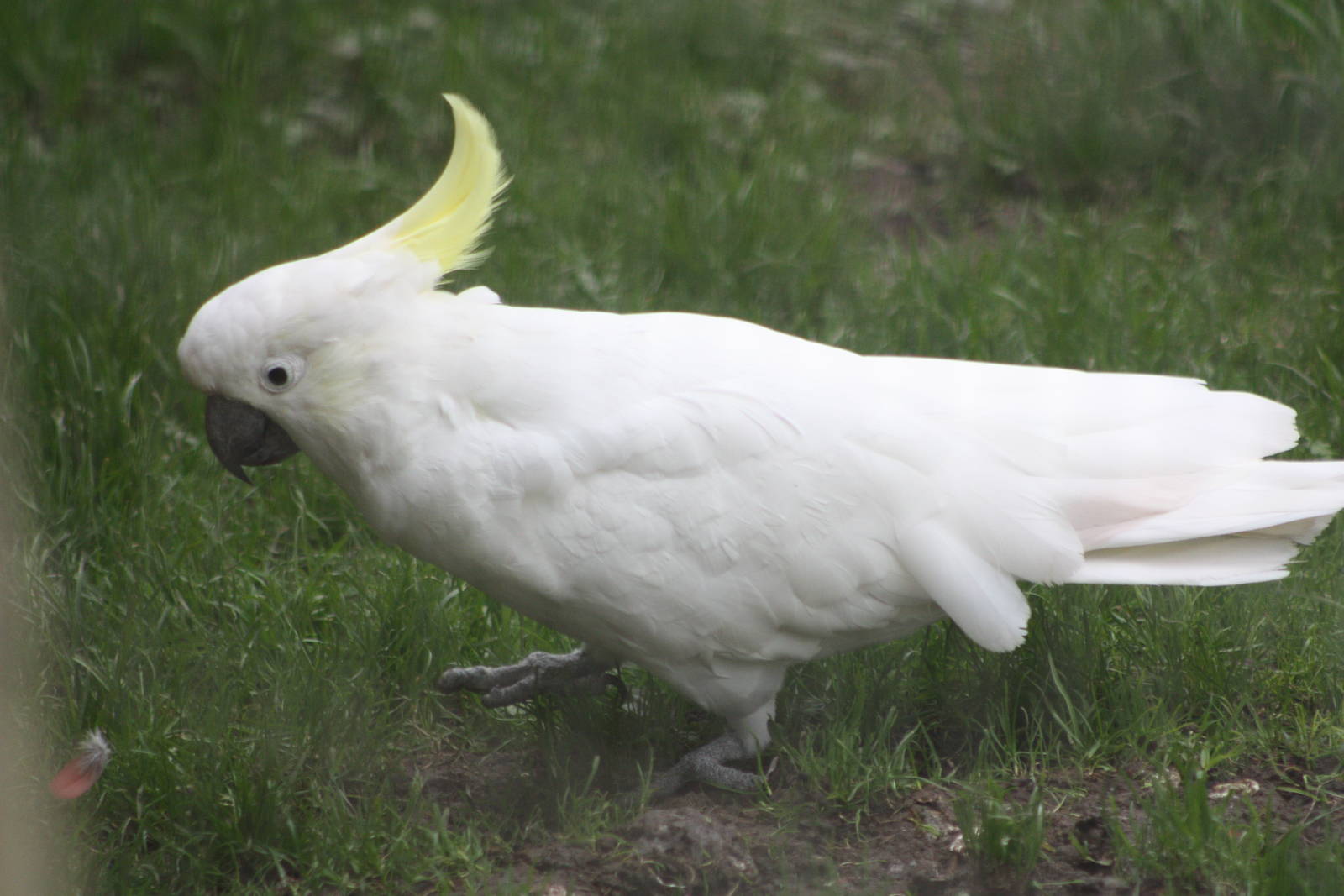 Greater Sulphur-crested Cockatoo, 27th October 2014