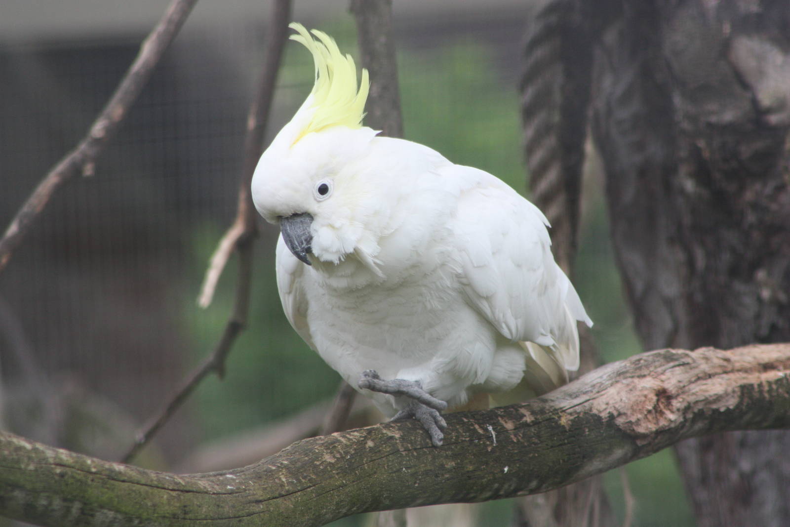 Greater Sulphur-crested Cockatoo, 9th June 2014