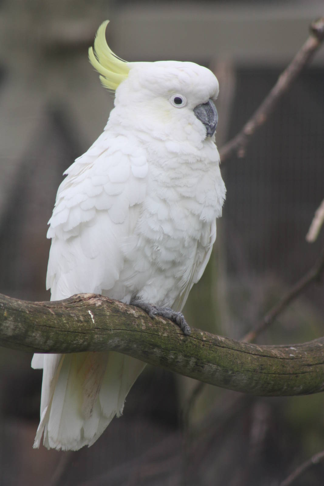 Greater Sulphur-crested Cockatoo, 9th June 2014