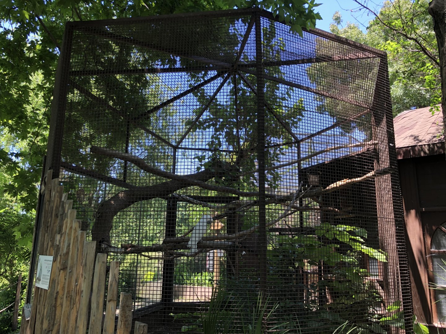 Greater sulphur crested cockatoo aviary