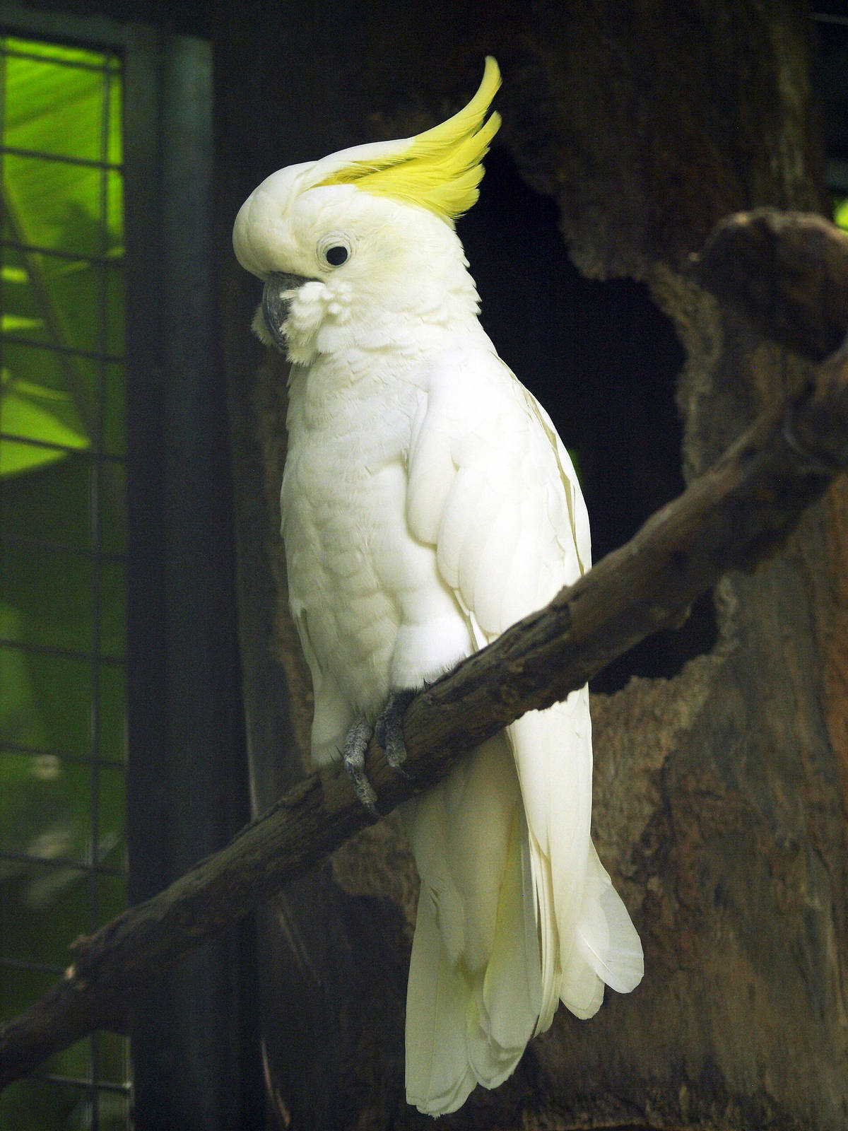Greater Sulphur-crested Cockatoo (C.g.eleanora)