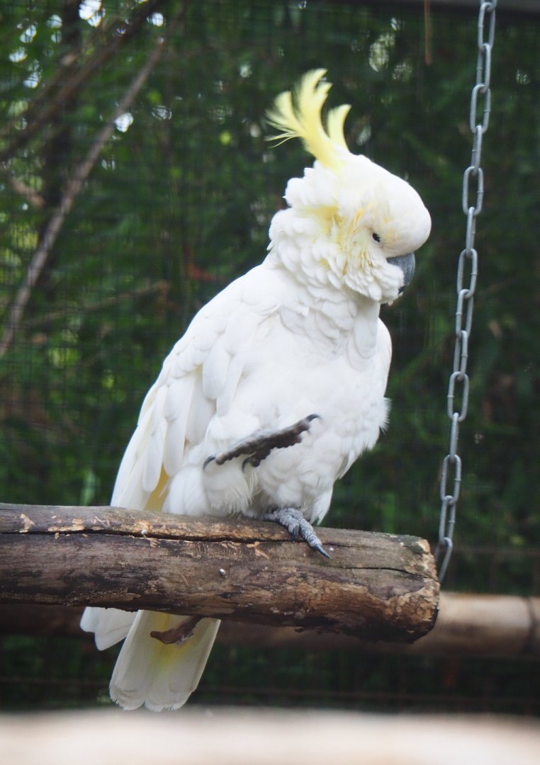 Greater sulphur-crested cockatoo (Cacatua galerita), 2019-10-05
