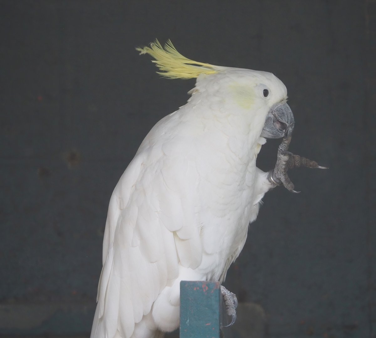 Greater sulphur-crested cockatoo (Cacatua galerita galerita), 2023-10-13