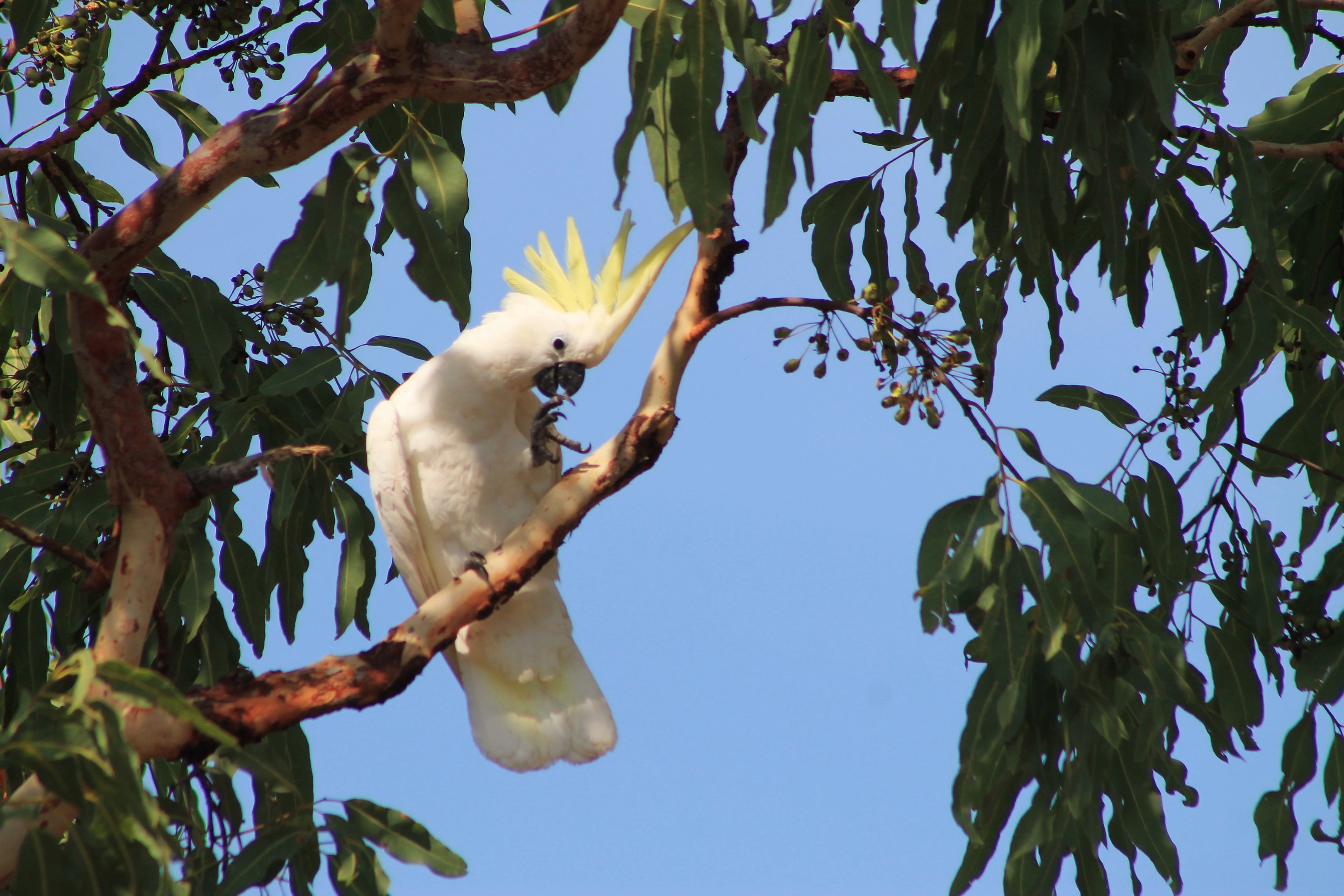 Greater Sulphur-crested Cockatoo (Cacatua galerita)