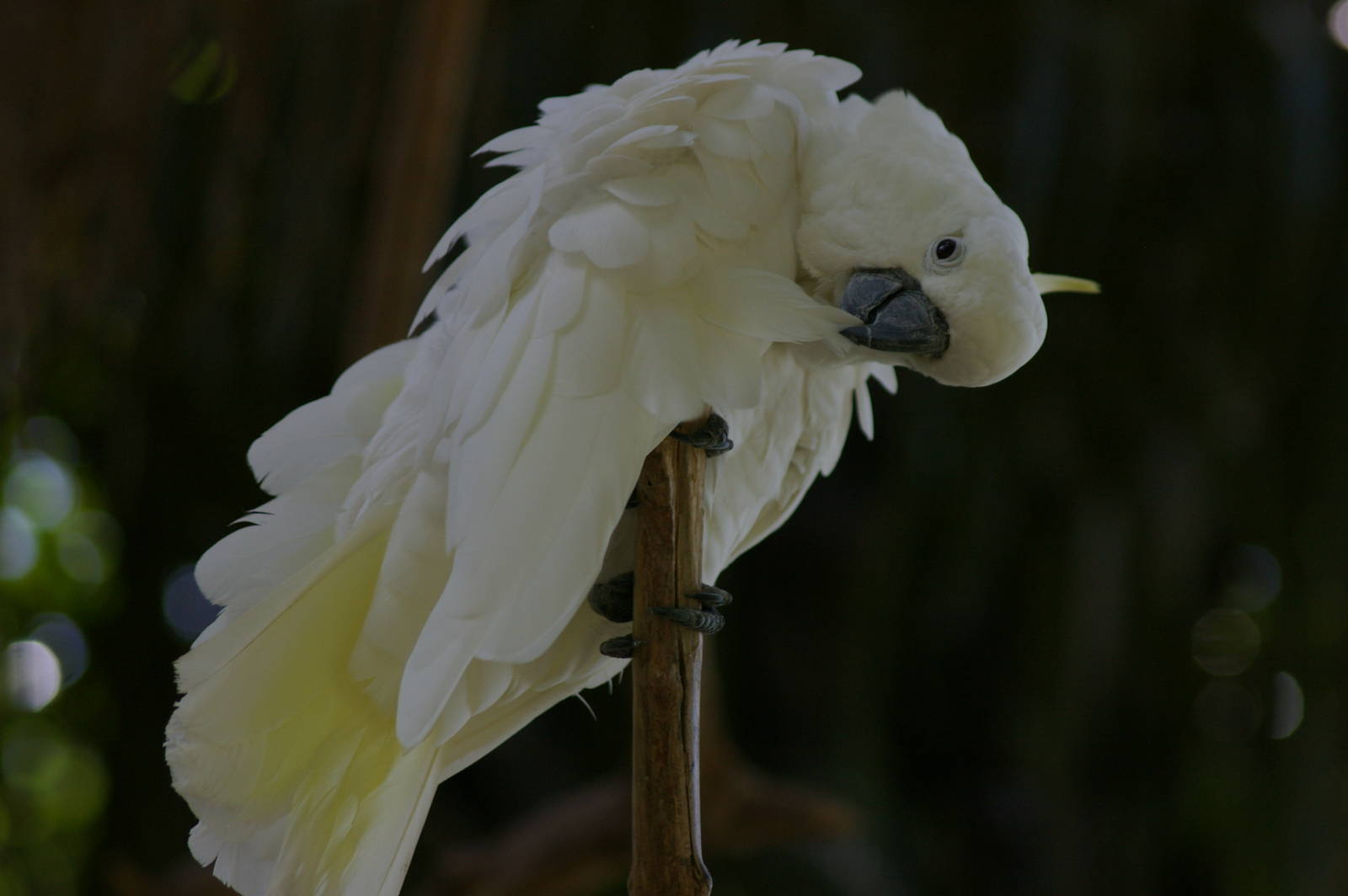 greater sulphur-crested cockatoo (Cacatua galerita)