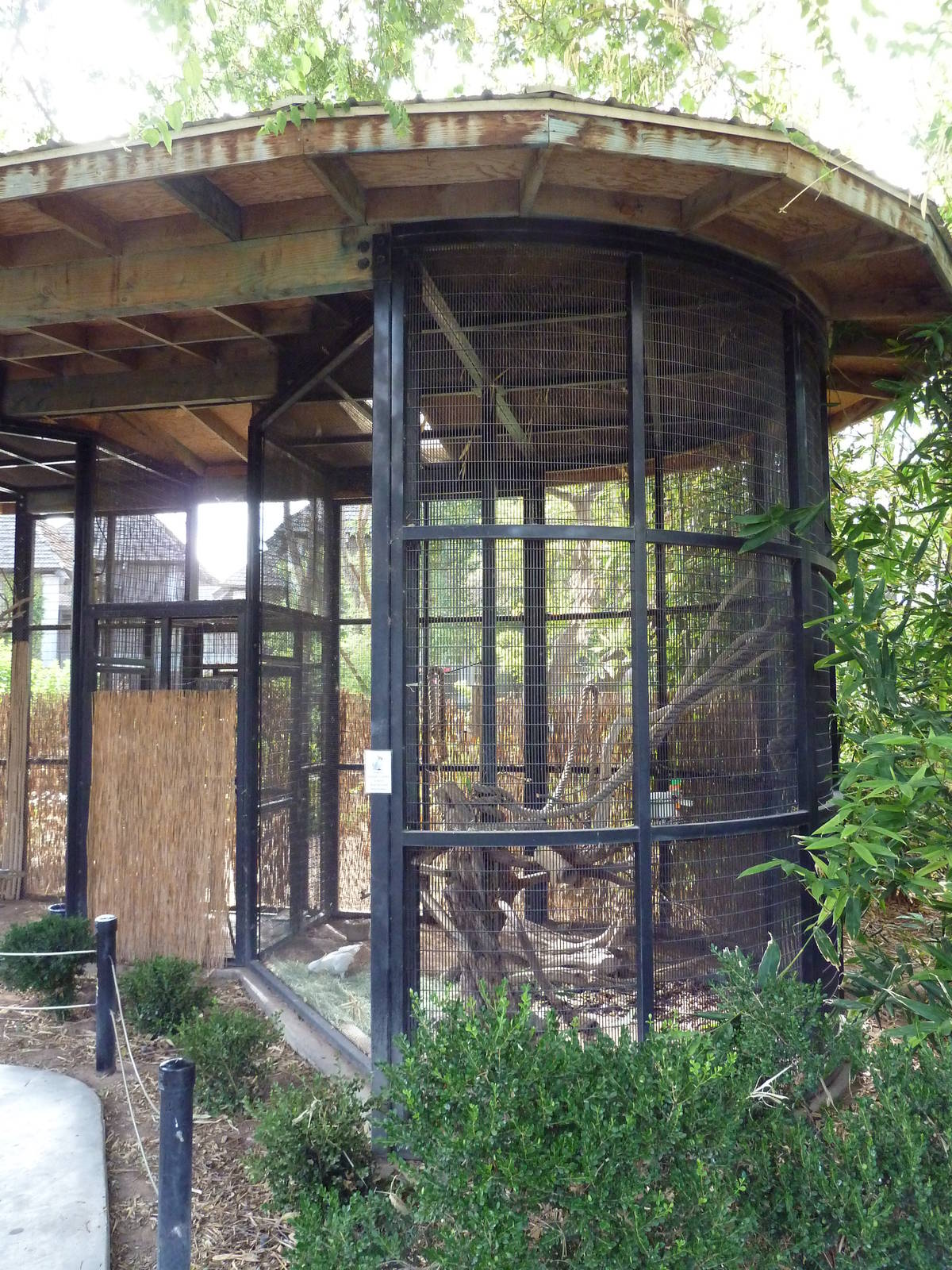 Greater Sulphur-Crested Cockatoo Exhibit