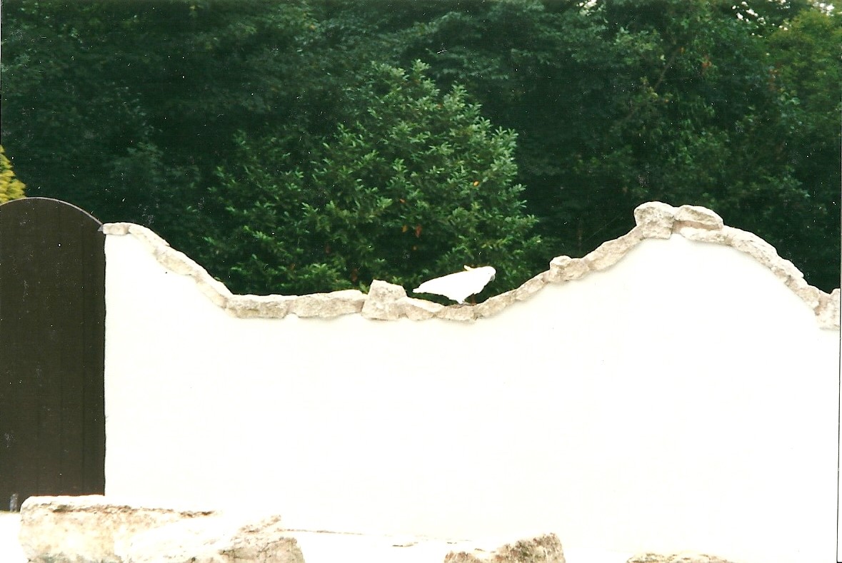Greater Sulphur-crested Cockatoo on Penguin exhibit wall 22nd July 2000