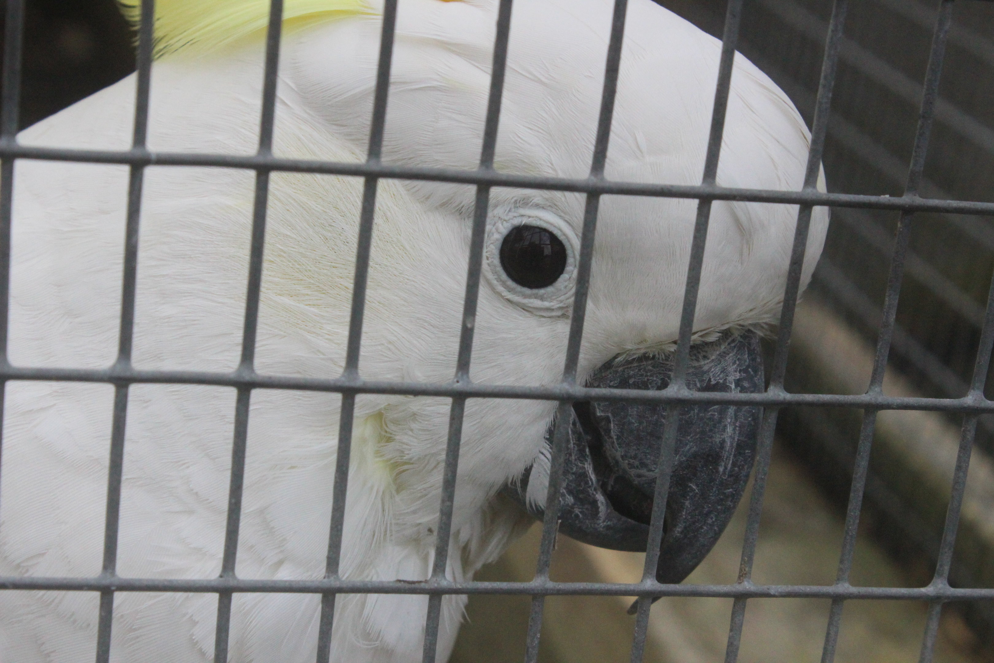 Greater Sulphur-crested Cockatoo, Wildlife Foxton Trust