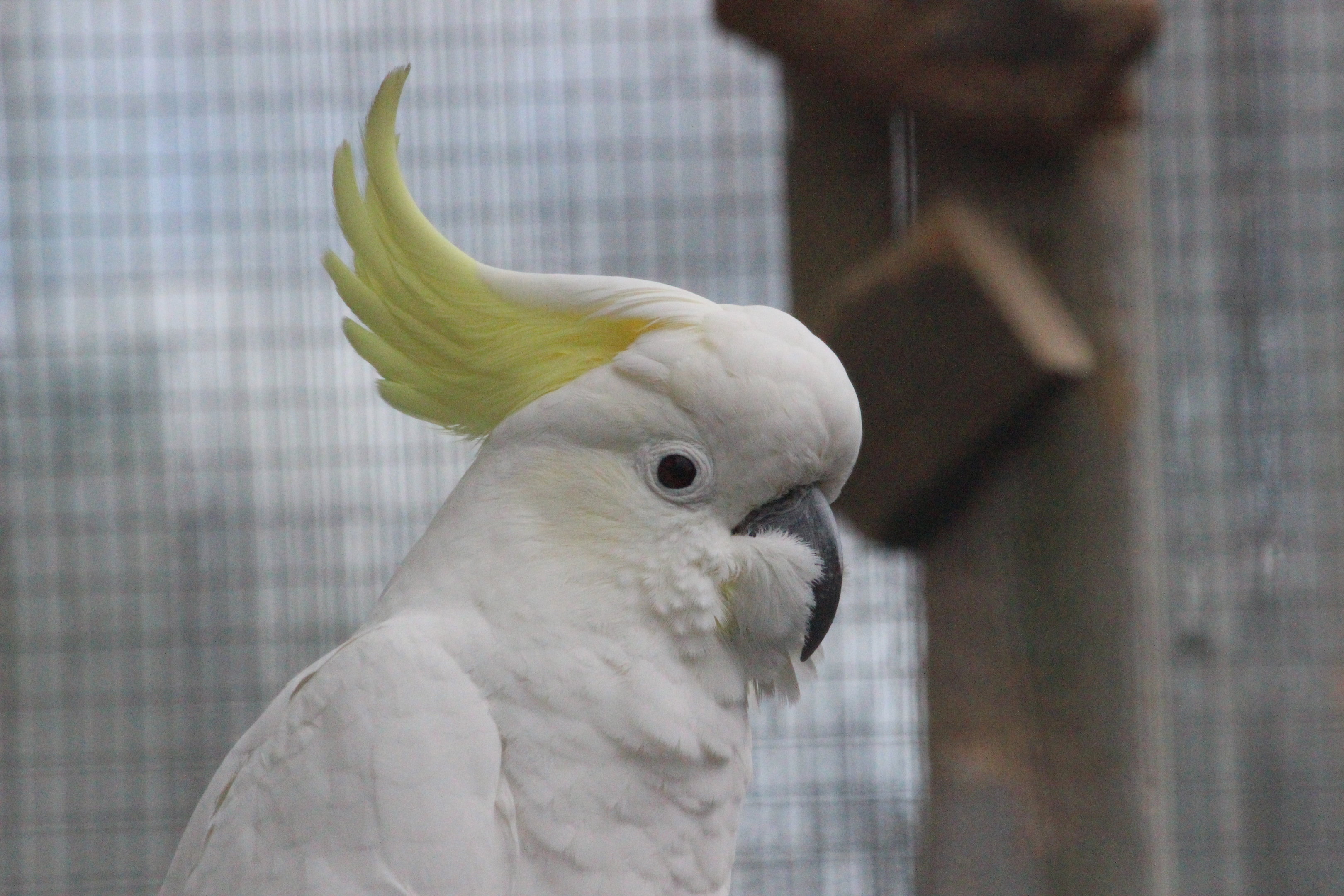 Greater Sulphur-crested Cockatoo, Wildlife Foxton Trust