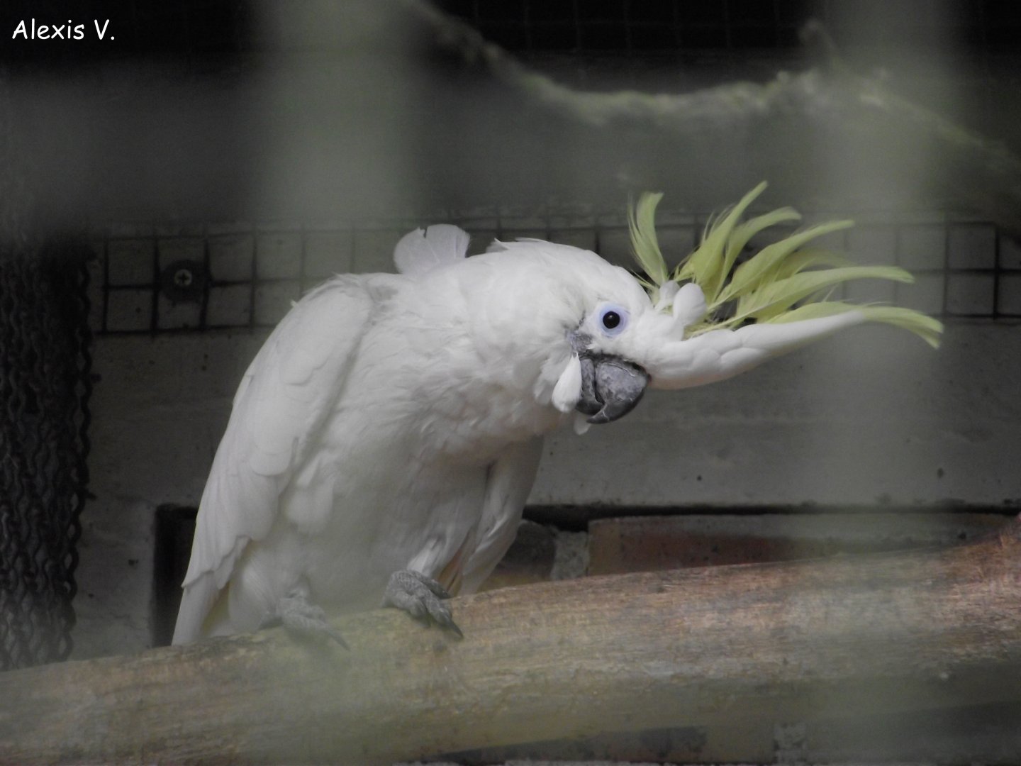 Greater Sulphur-crested Cockatoo - Zooparc de Beauval - 06/2014