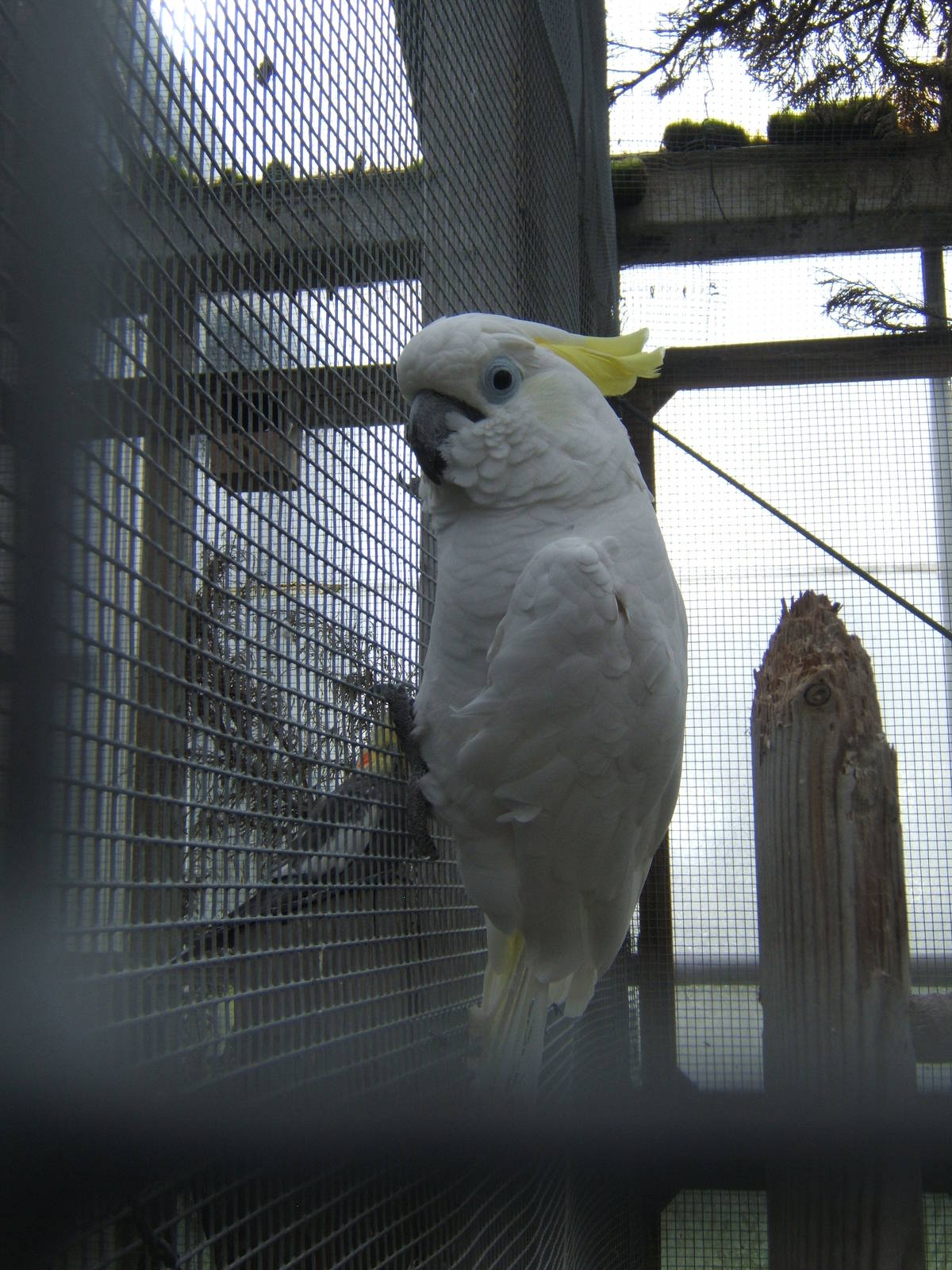 Greater Sulphur-crested Cockatoo