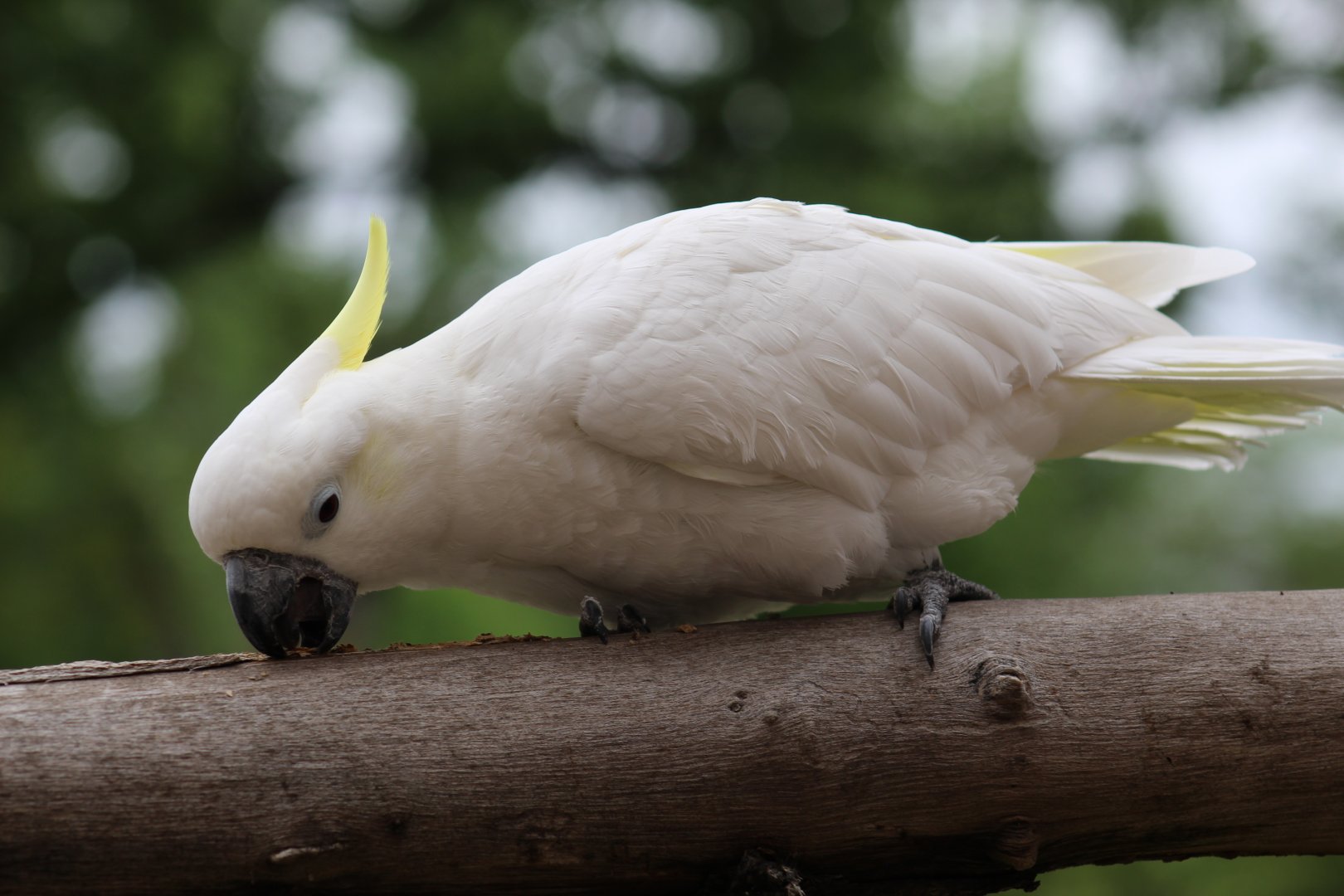 Greater Sulphur-Crested Cockatoo