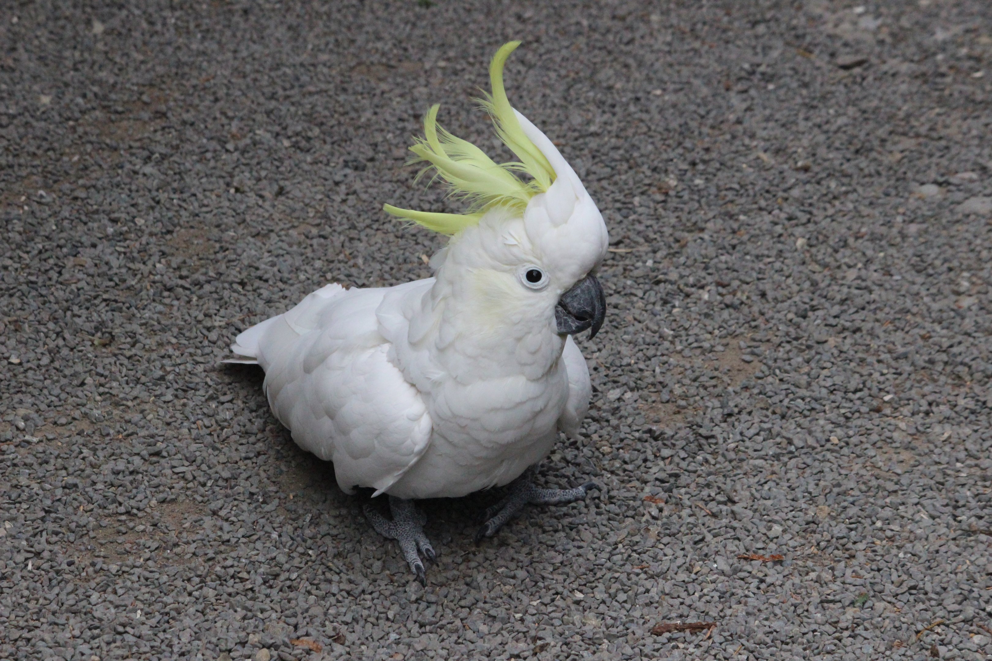 Greater Sulphur-crested Cockatoo