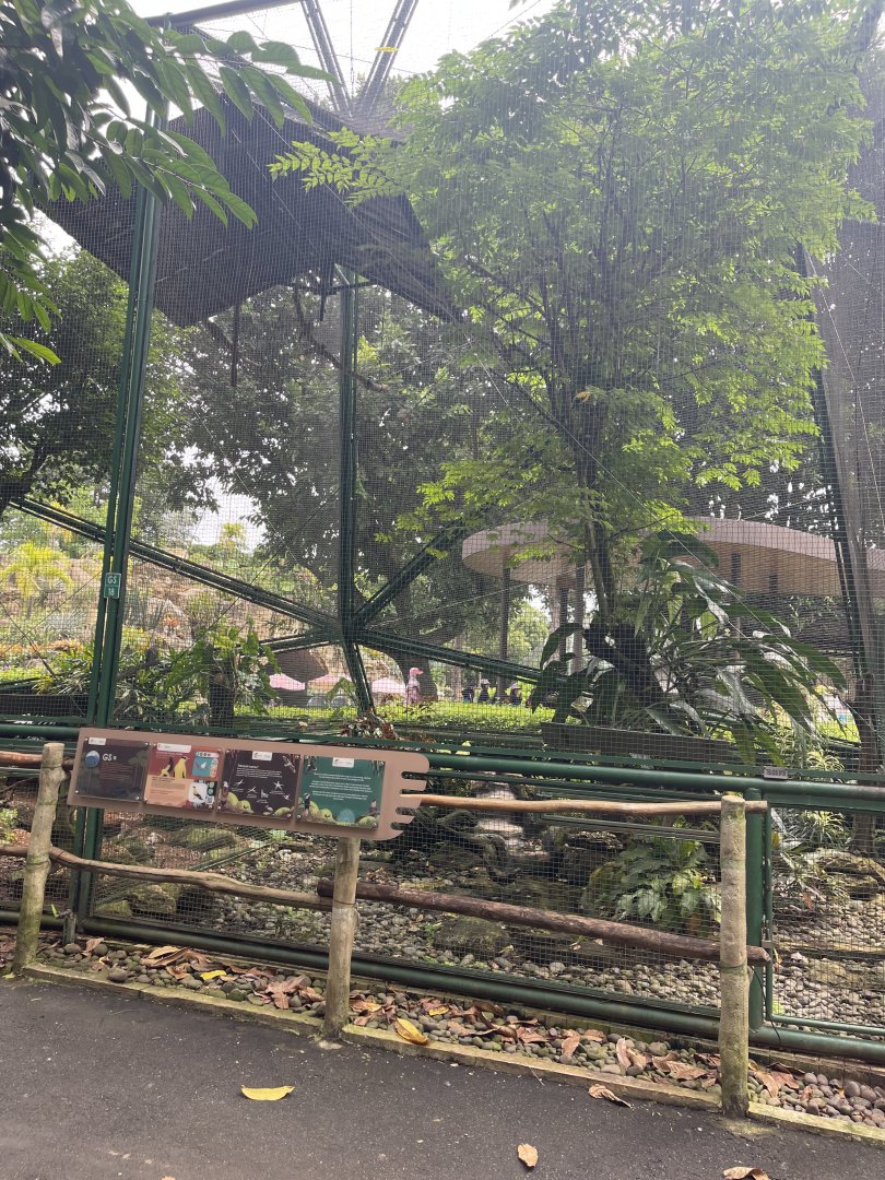 greater sunda - aviary no. 18 - taman burung