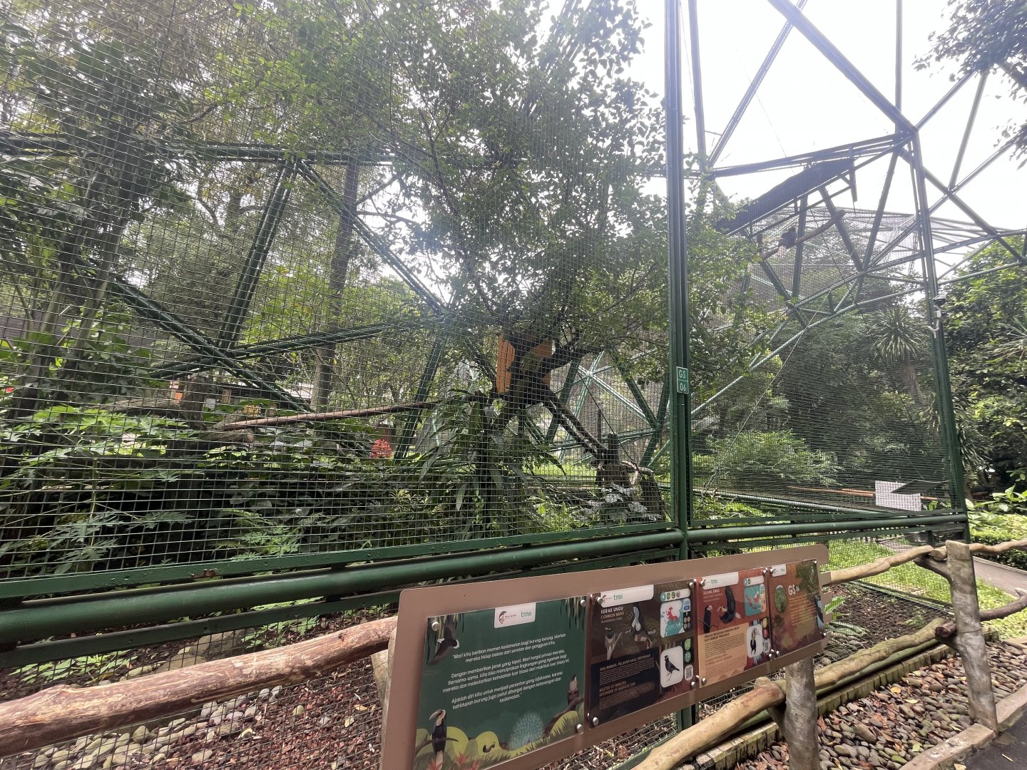 greater sunda - aviary no. 6 - taman burung