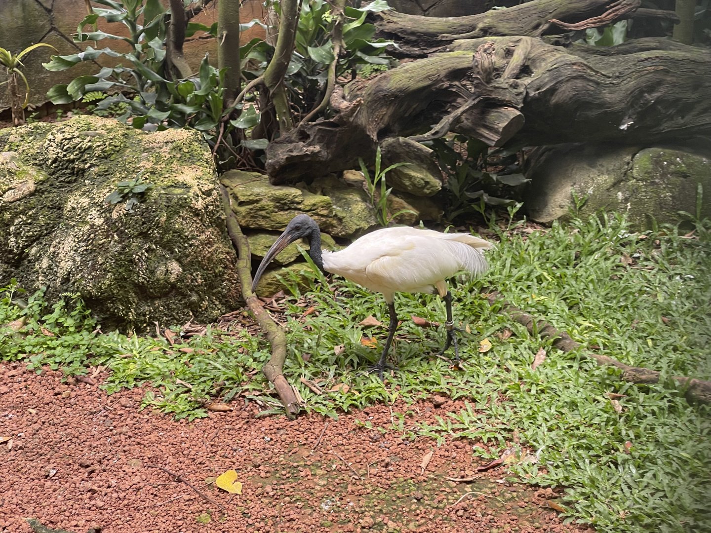 greater sunda - black-headed ibis (threskiornis melanocephalus) - taman burung