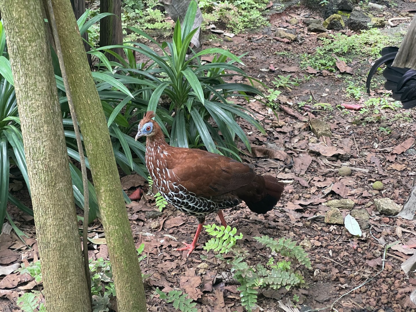 greater sunda - bornean crested fireback (lophura ignita) - taman burung
