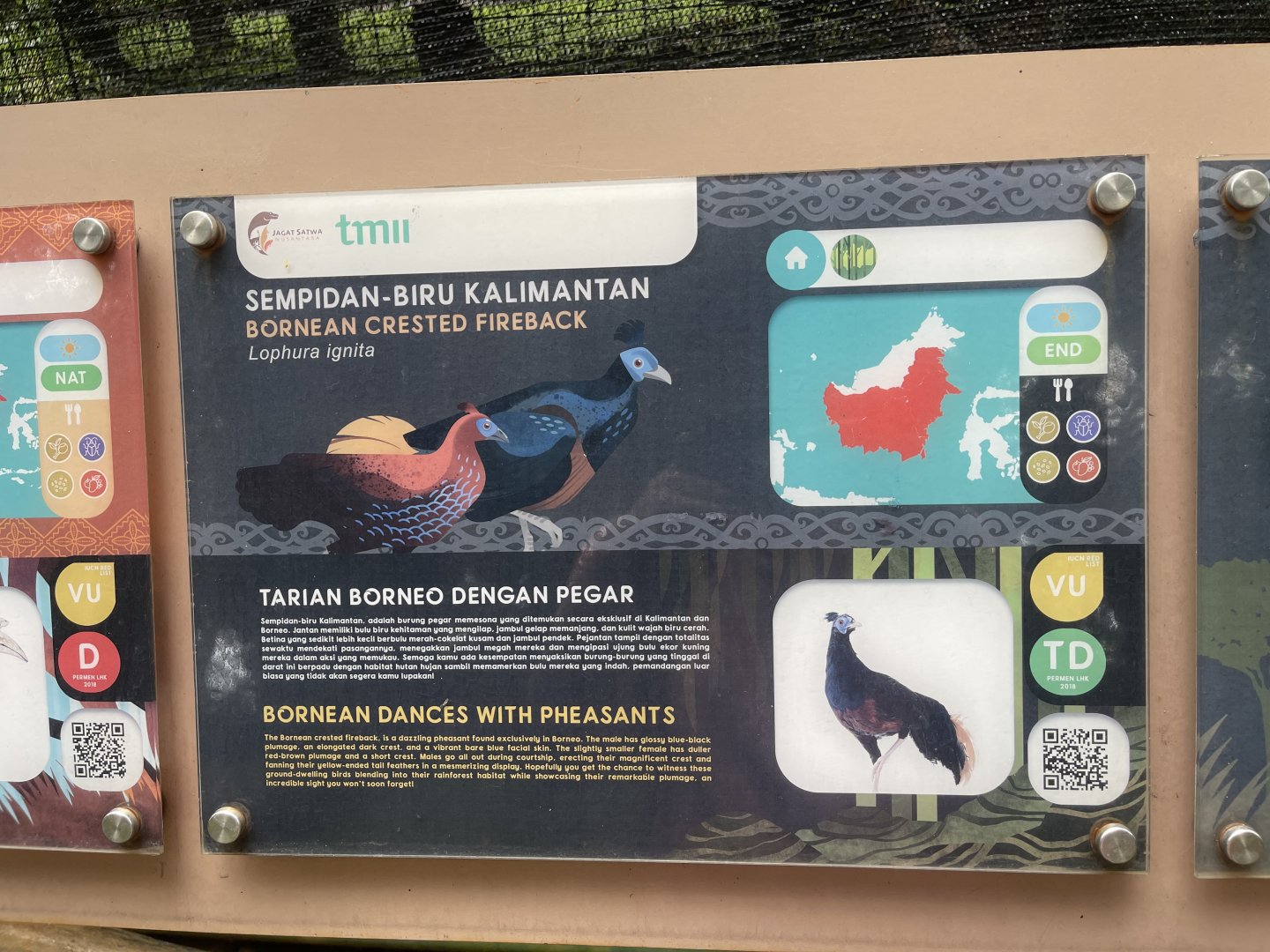 greater sunda - bornean crested fireback - taman burung
