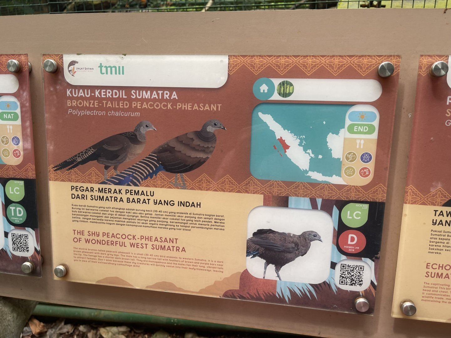 greater sunda - bronze-tailed peacock-pheasant signage - taman burung