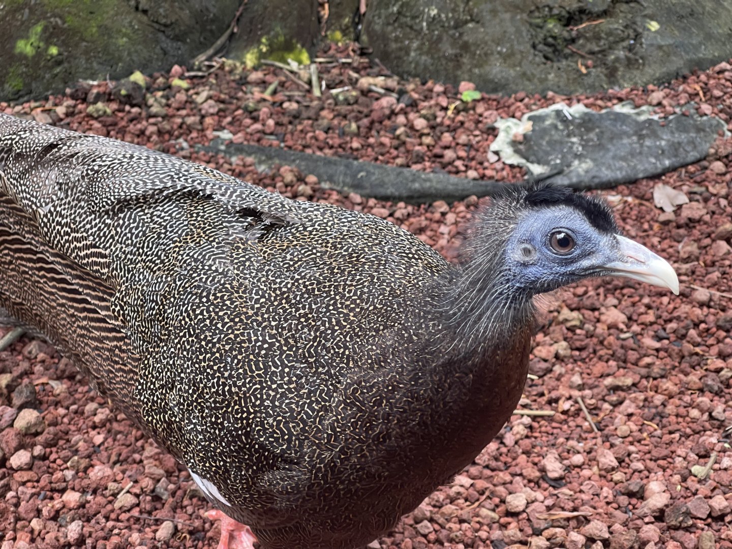 greater sunda - great argus (argusianus argus) - taman burung
