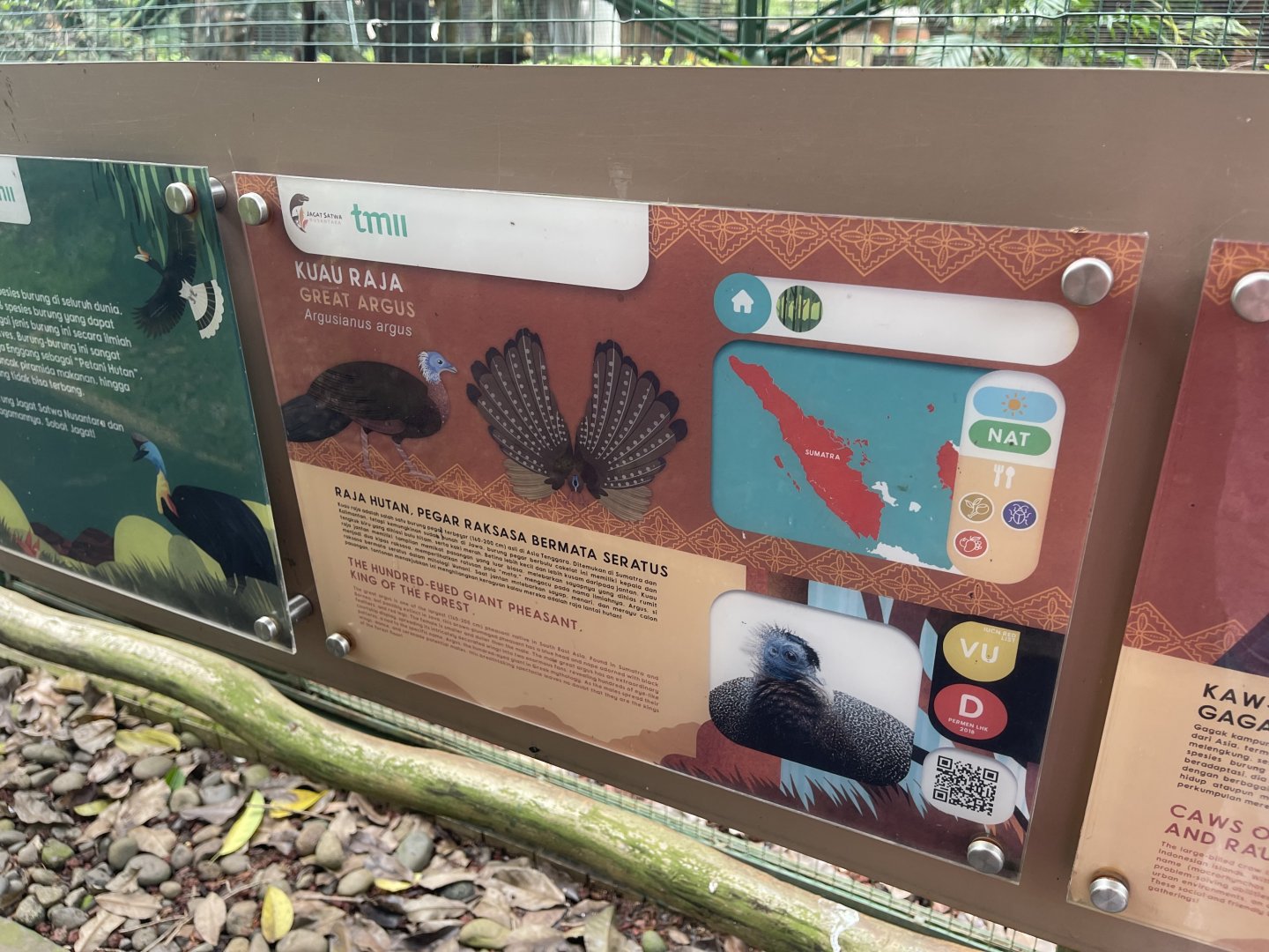 greater sunda - great argus signage - taman burung