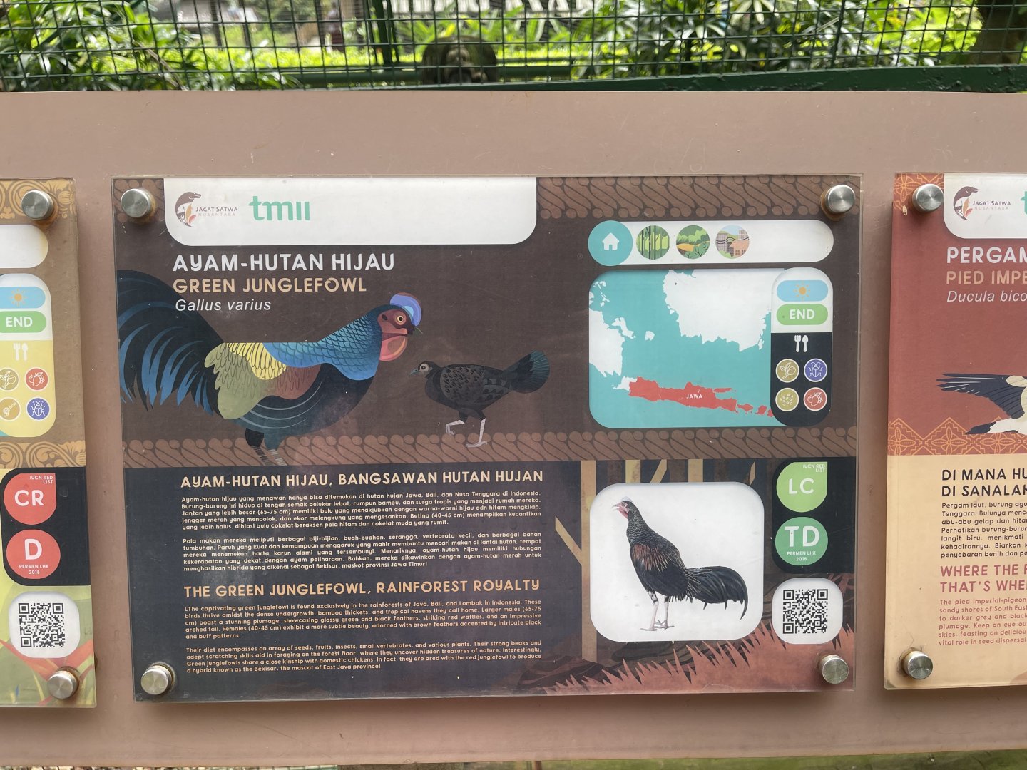 greater sunda - green junglefowl signage - taman burung
