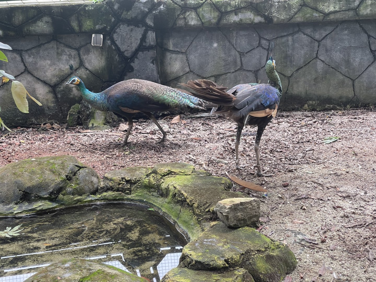 greater sunda - green peafowl (pavo muticus) - taman burung