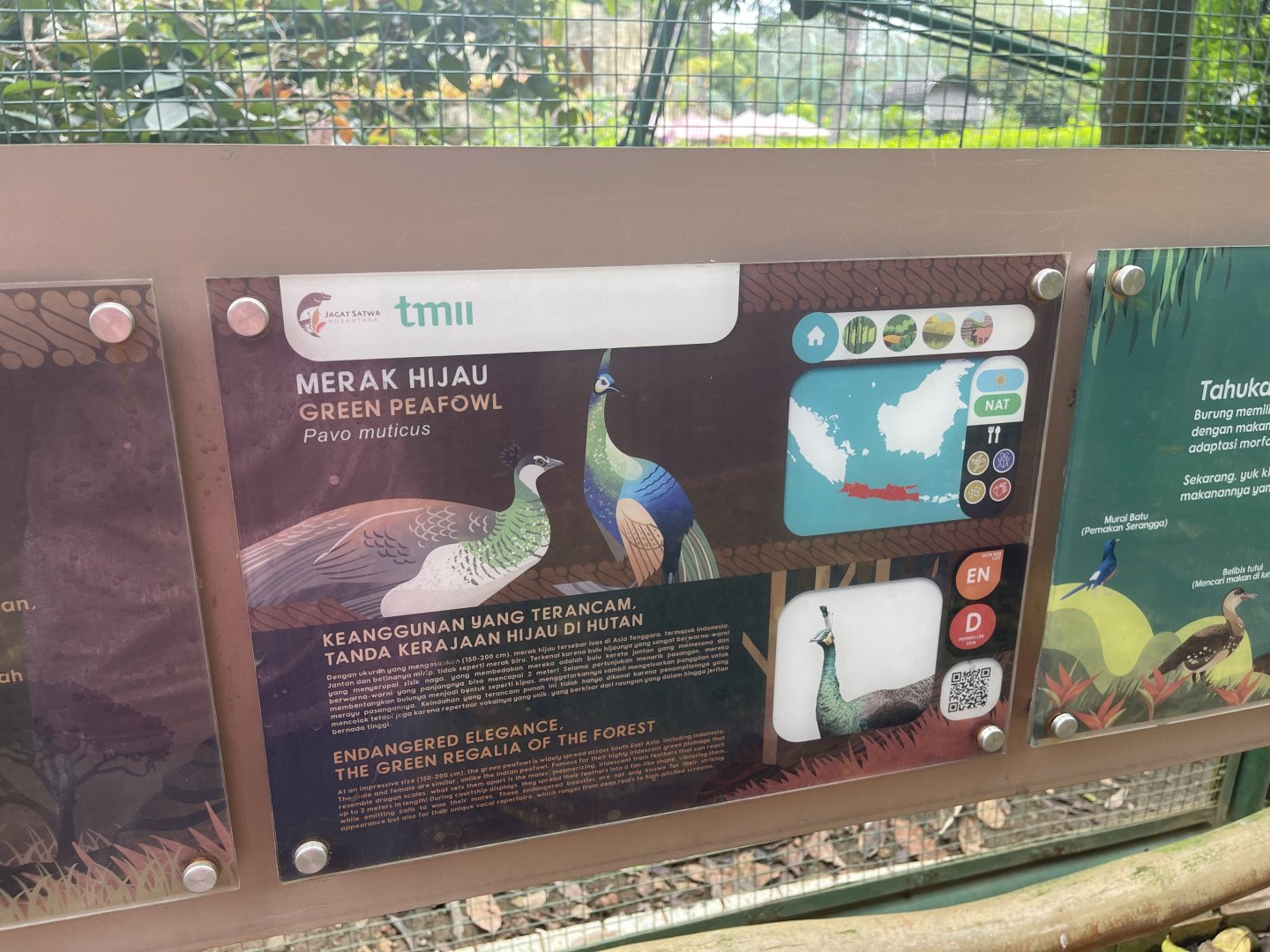greater sunda - green peafowl signage - taman burung