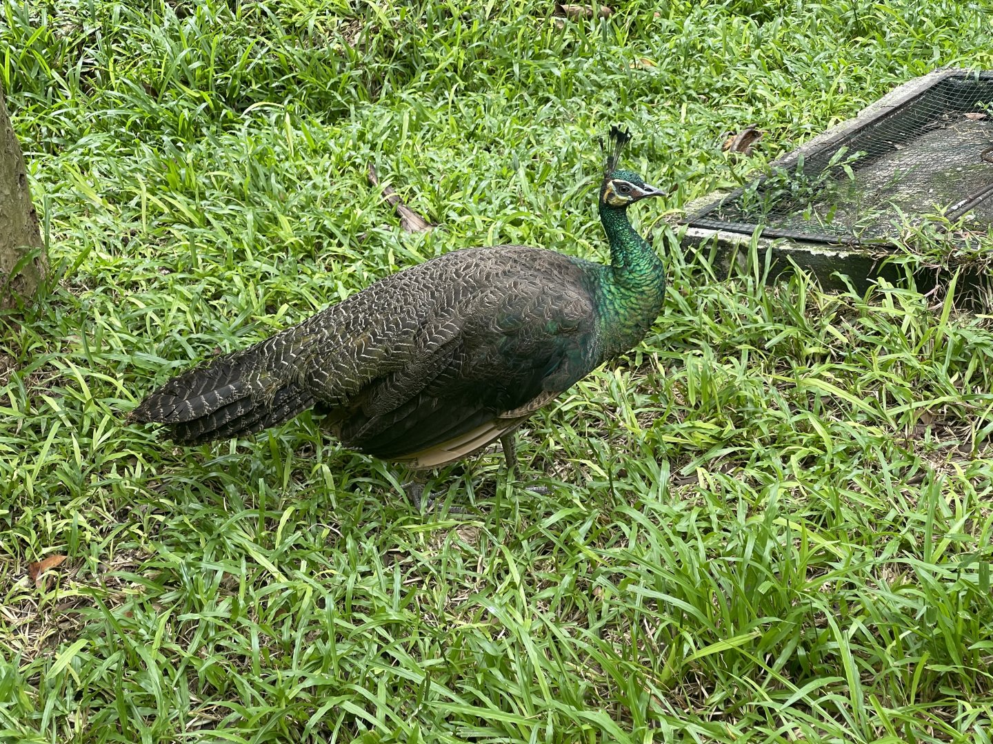 greater sunda - green peahen (pavo muticus) - taman burung
