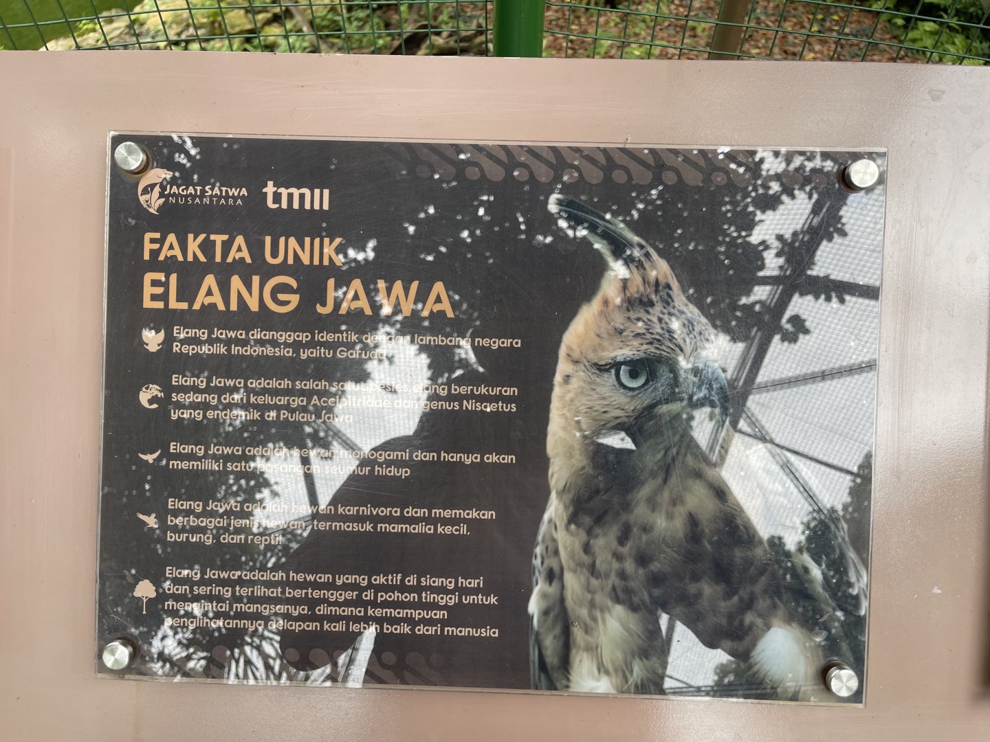 greater sunda - javan hawk-eagle signage (2) - taman burung