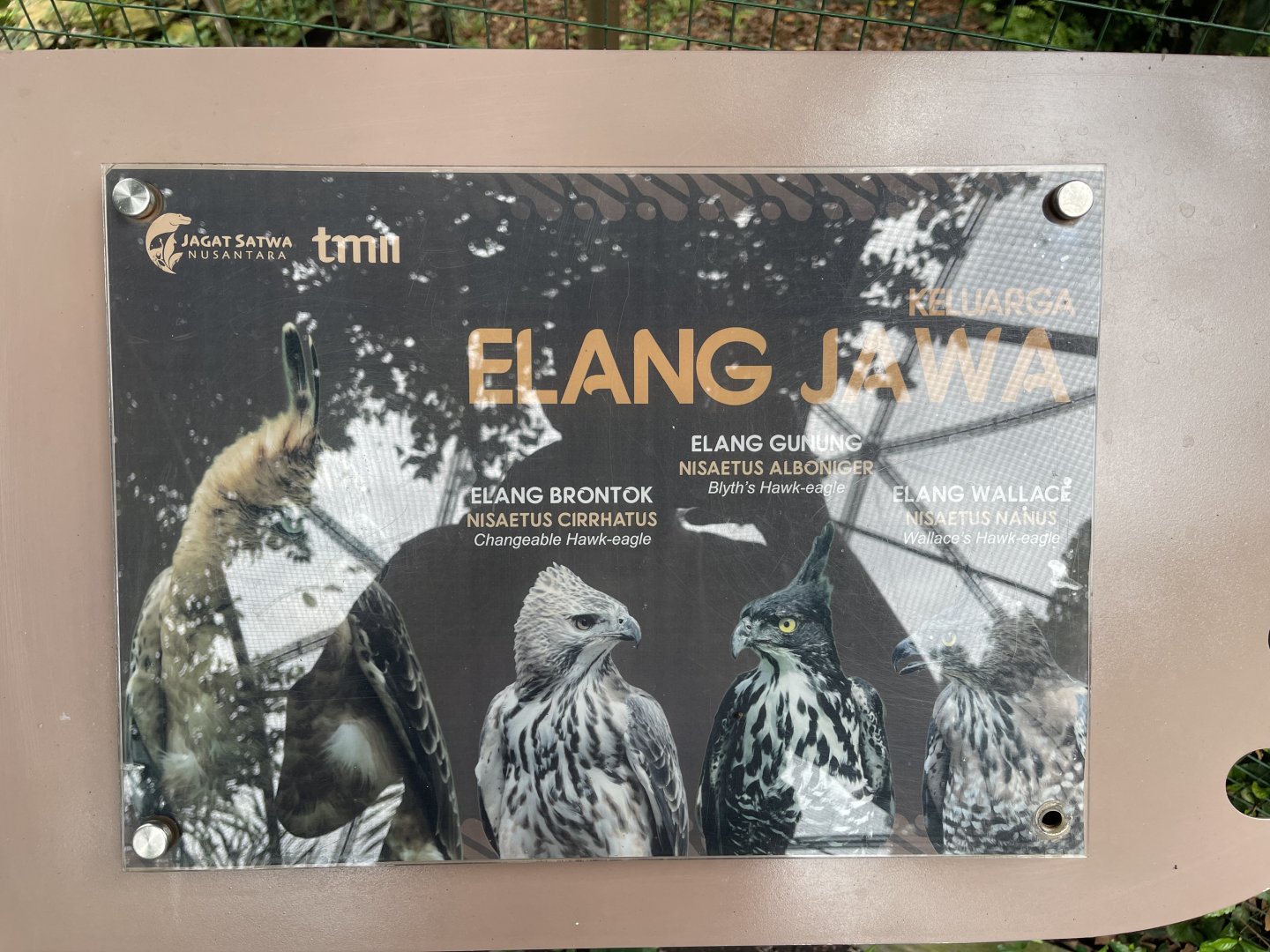 greater sunda - javan hawk-eagle signage (3) - taman burung