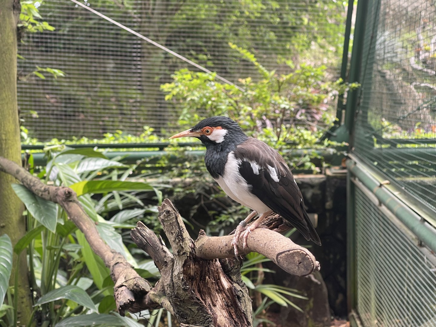 greater sunda - javan pied myna (gracupica jalla) - taman burung