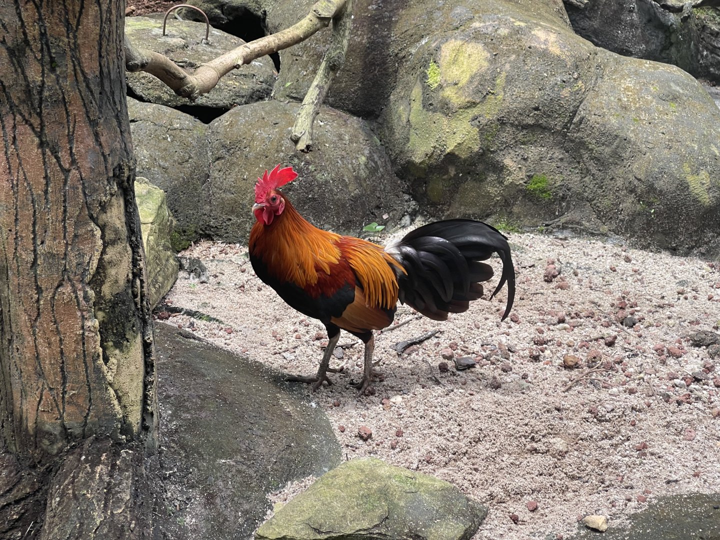 greater sunda - javan red junglefowl (gallus gallus bankiva) - taman burung