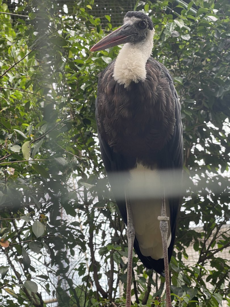 greater sunda - javan wollyneck stork (ciconia episcopus neglecta) - taman burung