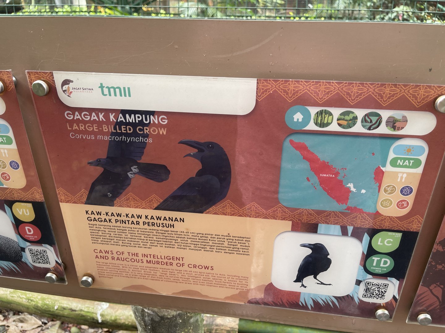 greater sunda - large-billed crow signage - taman burung