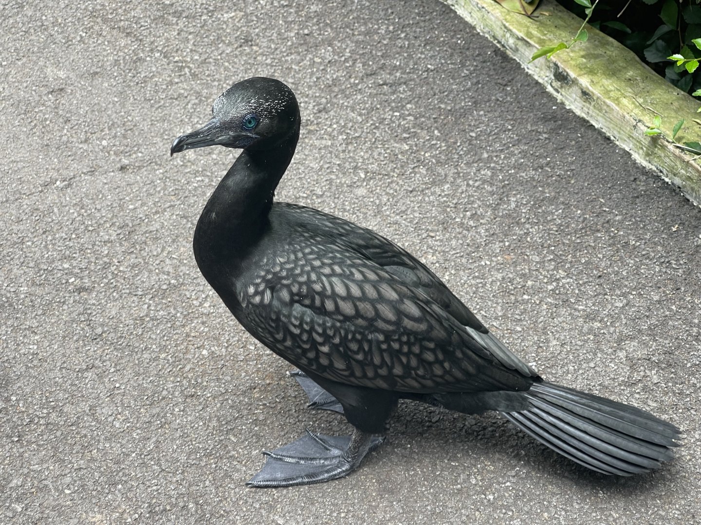 greater sunda - little black cormorant (phalacrocorax sulcirostris) (1) - taman burung