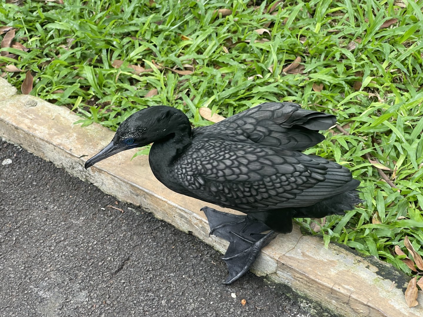 greater sunda - little black cormorant (phalacrocorax sulcirostris) (2) - taman burung