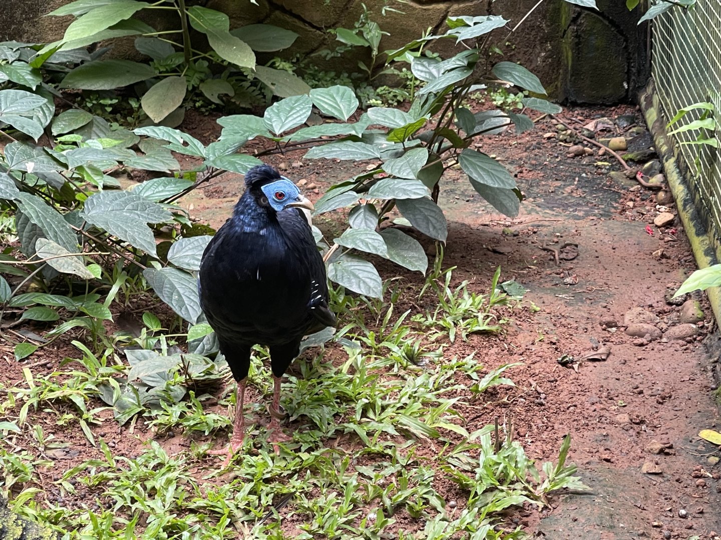greater sunda - malayan crested fireback (lophura rufa) - taman burung