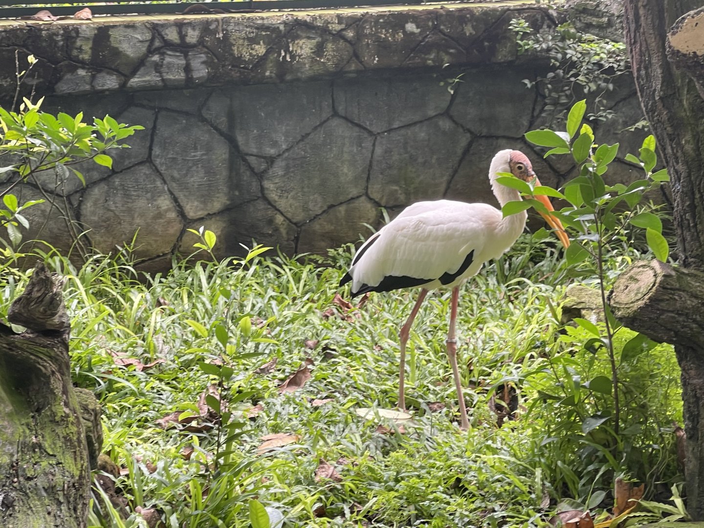 greater sunda - milky stork (mycteria cinerea) - taman burung
