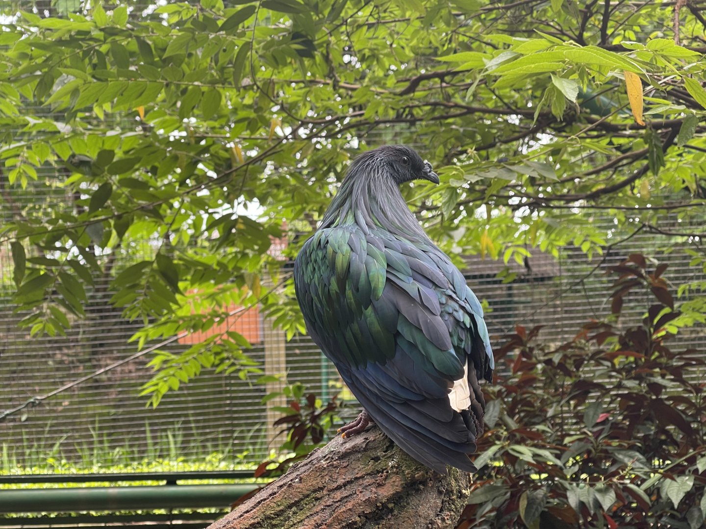 greater sunda - nicobar pigeon (caloenas nicobarica) - taman burung