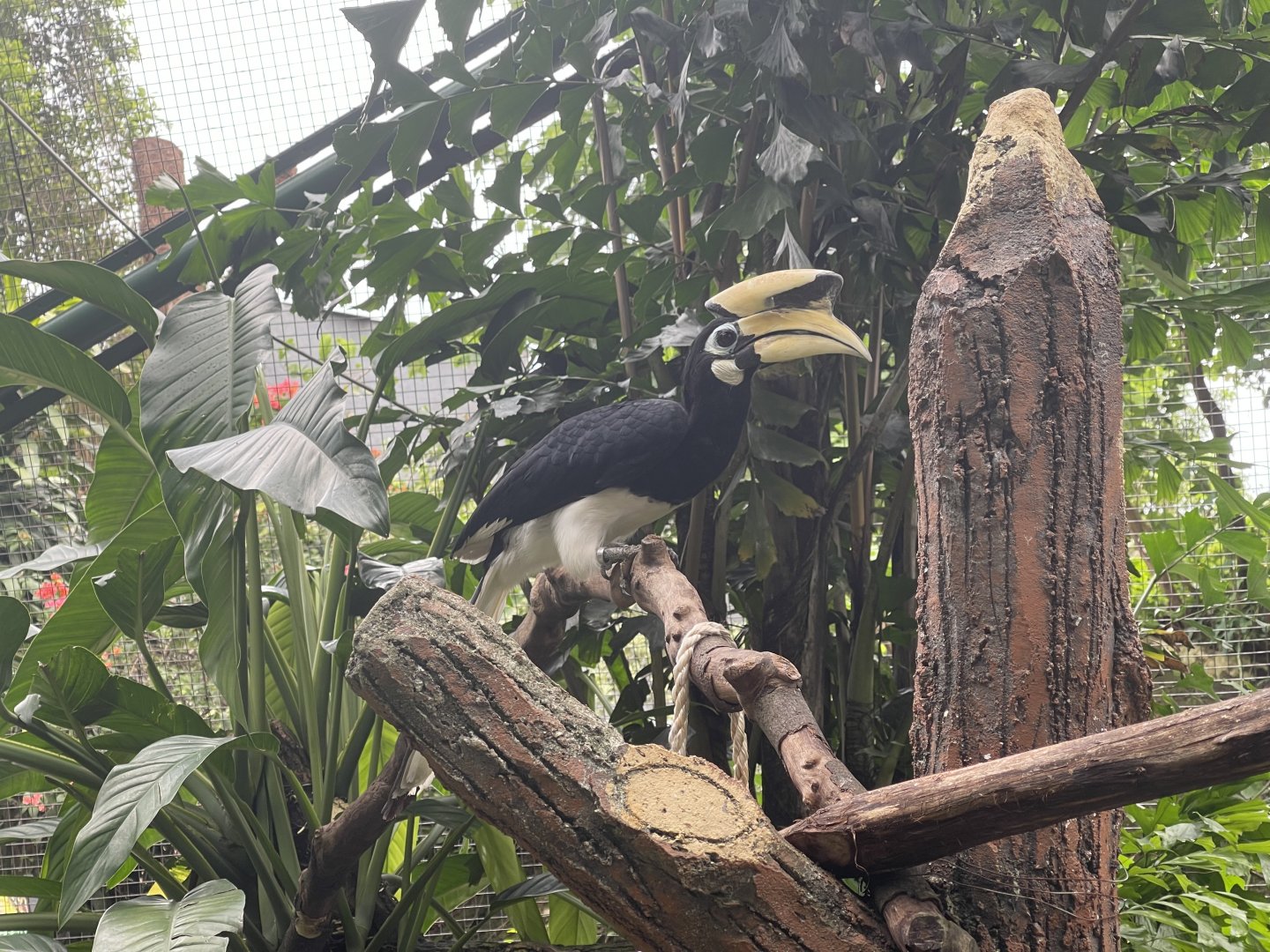 greater sunda - oriental pied hornbill (anthracoceros albirostris) - taman burung
