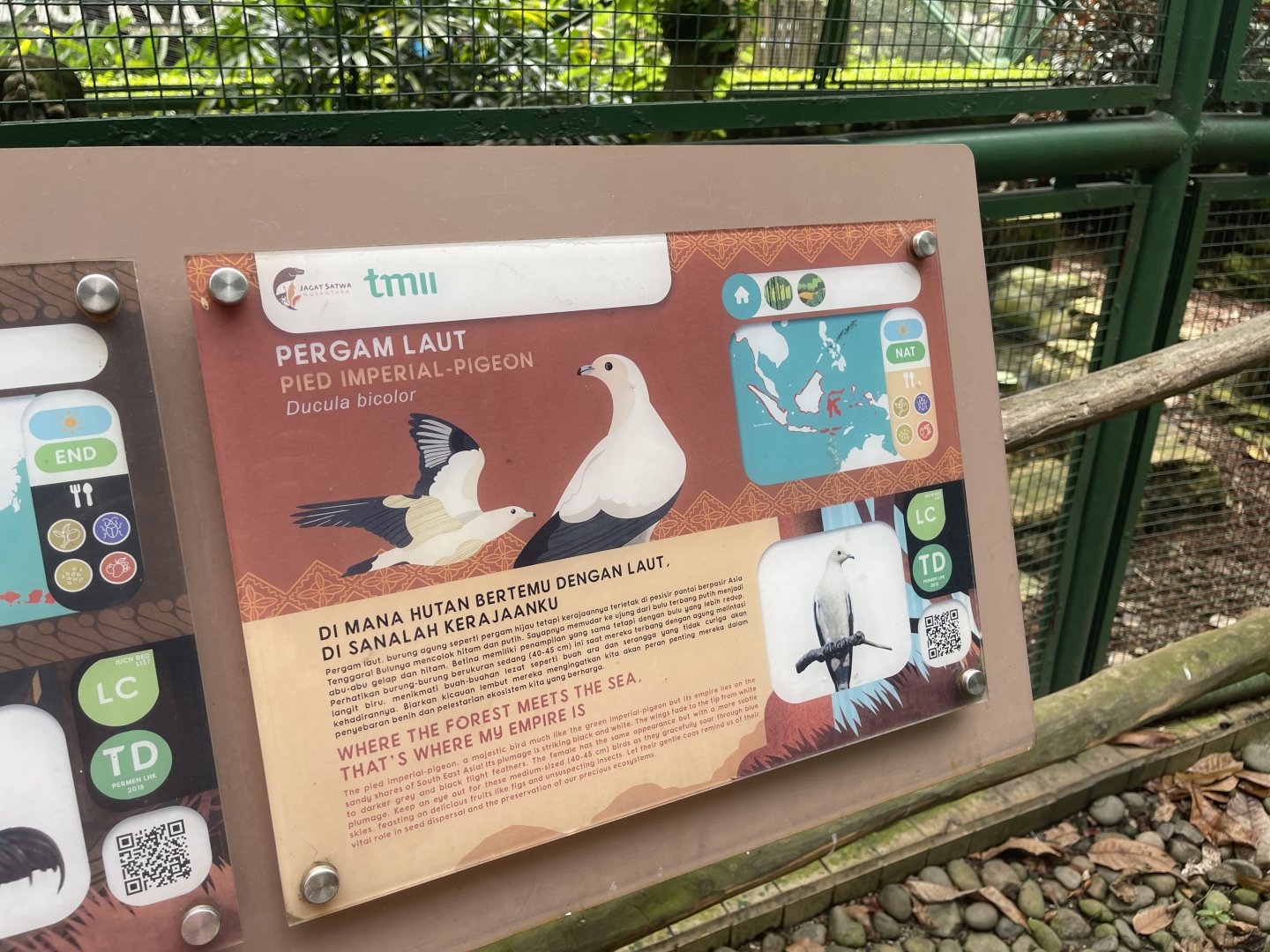 greater sunda - pied imperial pigeon signage - taman burung