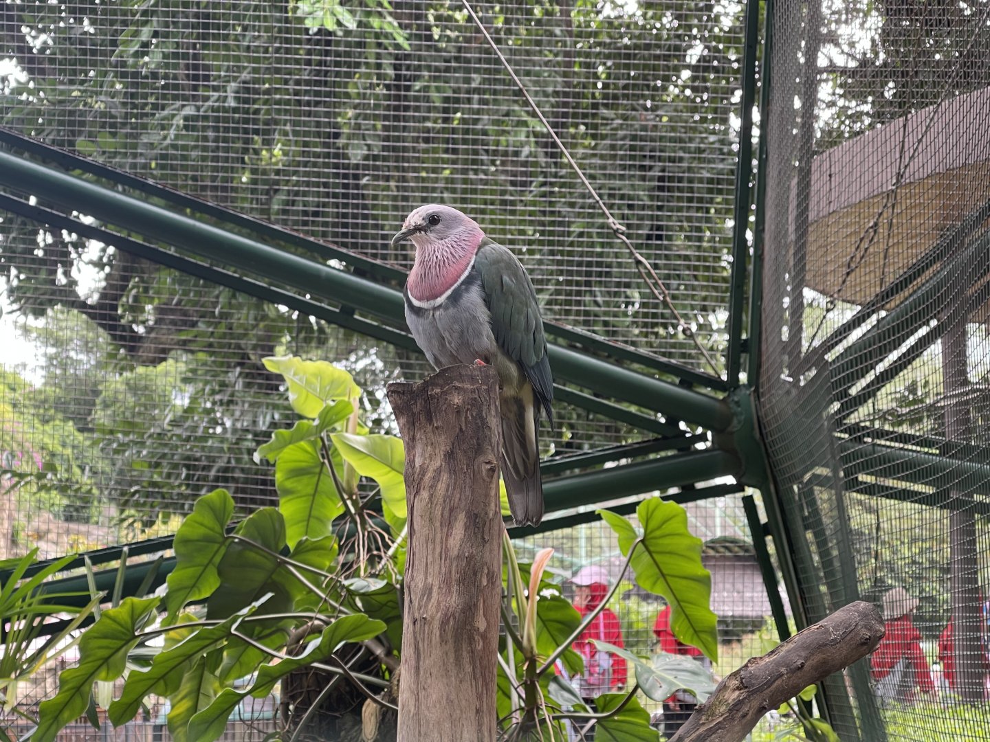 greater sunda - pink-headed fruit dove (ptilinopus porphyreus) - taman burung