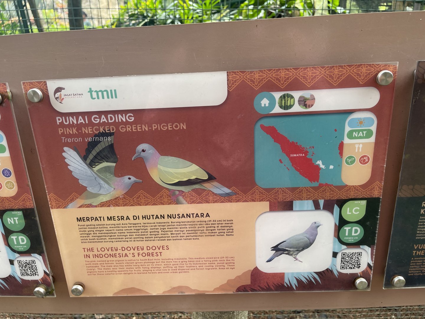 greater sunda - pink-necked green pigeon signage - taman burung