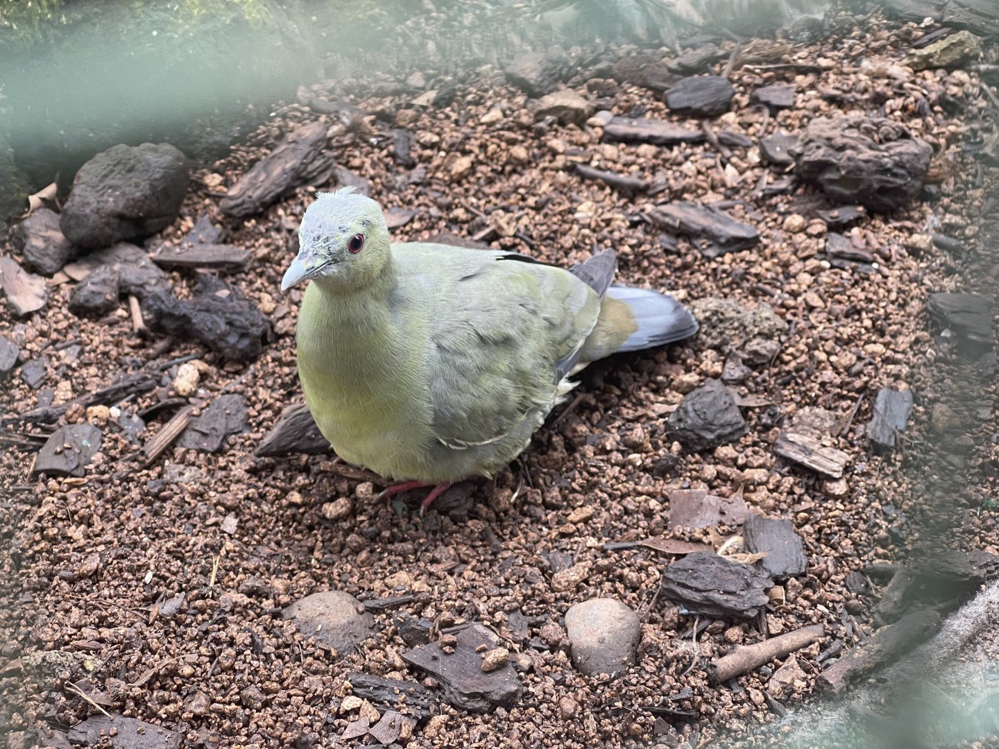 greater sunda - pink-necked green pigeon (treron vernans) - taman burung