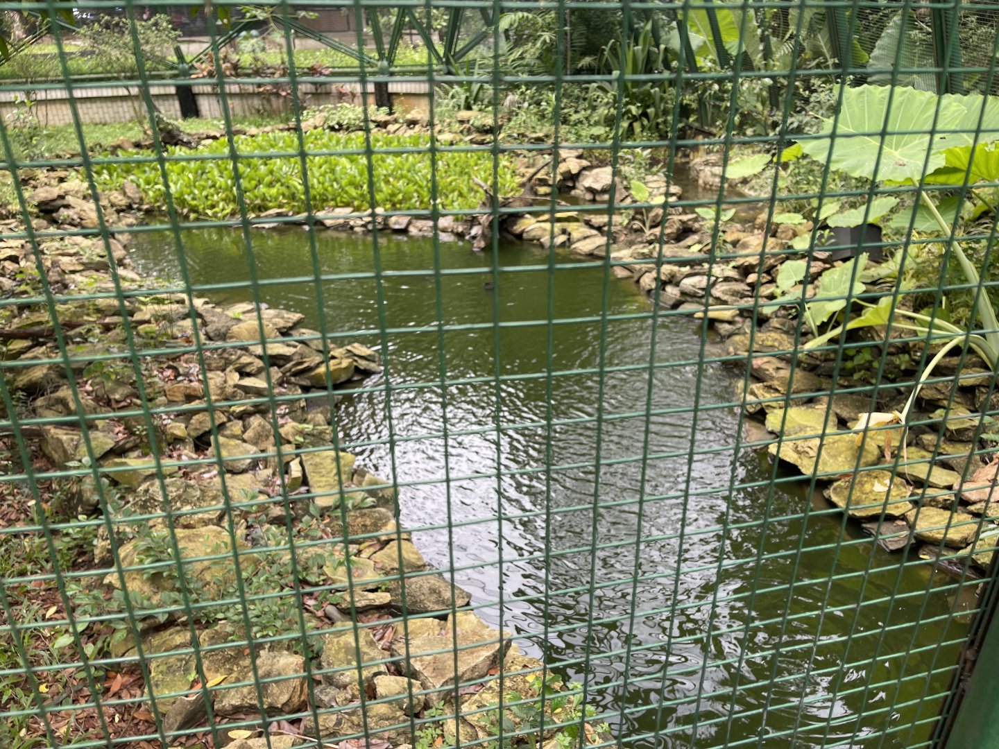 greater sunda - pond in javan hawk-eagle aviary - taman burung