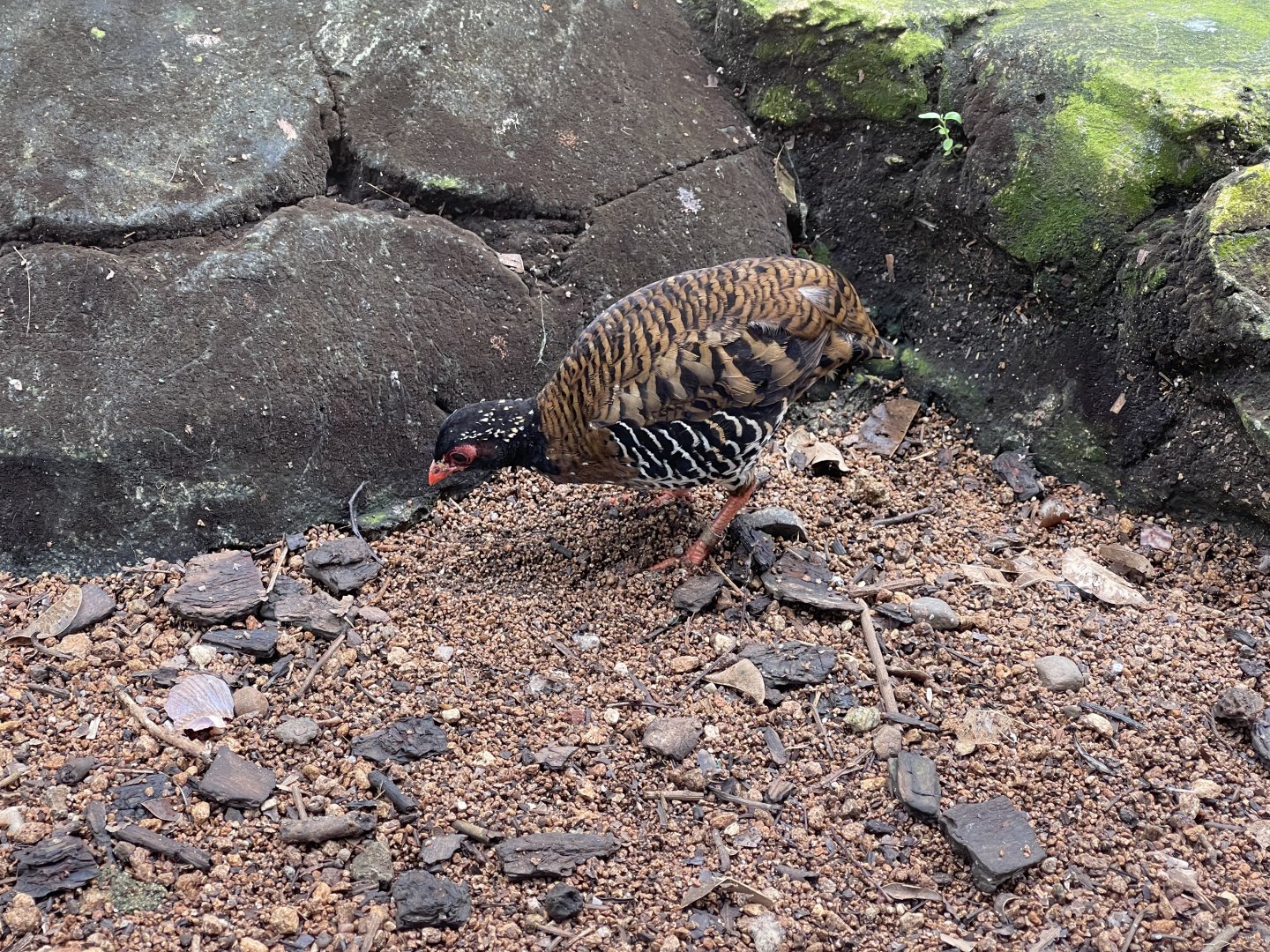 greater sunda - red-billed partridge (arborophila rubrirostris) - taman burung